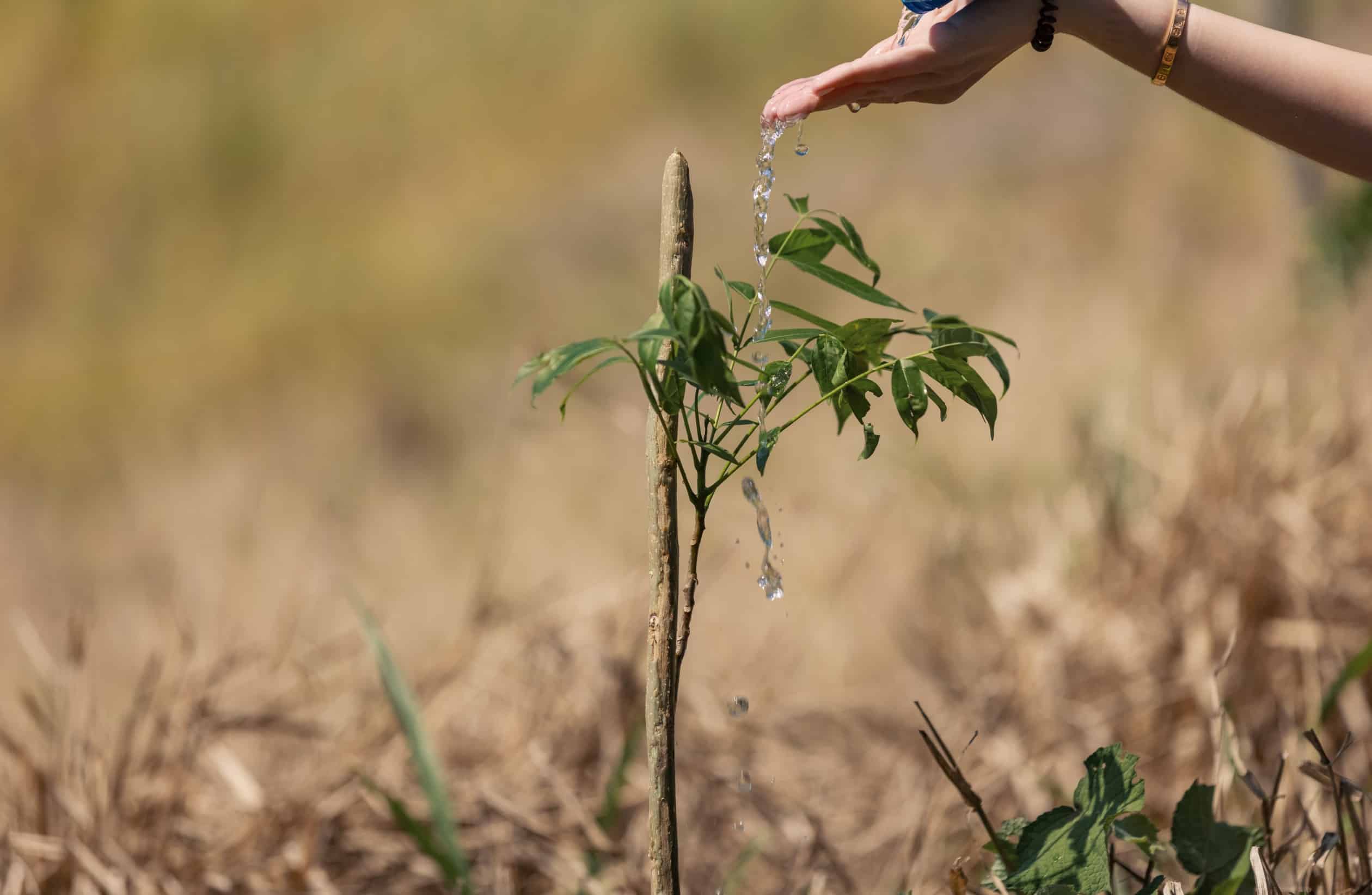 Banco Popular realiza jornada de reforestación en San Francisco de Jacagua Banco Popular realiza jornada de reforestación en San Francisco de Jacagua